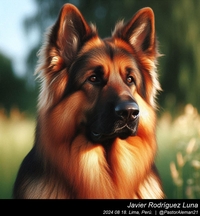 german_shepherd_long_hair_012_20240818.jpeg