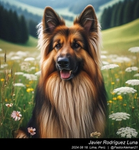 german_shepherd_long_hair_014_20240818.jpeg