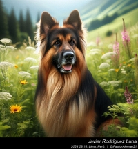 german_shepherd_long_hair_015_20240818.jpeg