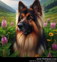 german_shepherd_long_hair_016_20240818.jpeg