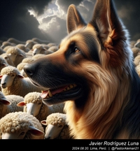 german_shepherd_long_hair_018_20240820.jpeg