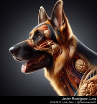 german_shepherd_anatomy_and_movement_001_20240902.jpg