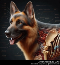 german_shepherd_anatomy_and_movement_005_20240902.jpeg