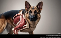 german_shepherd_anatomy_and_movement_013_20240902.jpg