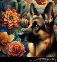 german_shepherd_georgia_o'keeffe_001_20240902.jpg