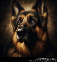 german_shepherd_rembrandt_van_rijn_012_20240902.jpg