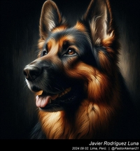 german_shepherd_rembrandt_van_rijn_013_20240902.jpg