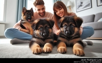 german_shepherd_family_015_20240713.jpeg