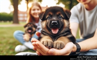 german_shepherd_family_017_20240713.jpeg