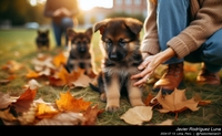 german_shepherd_family_019_20240713.jpeg