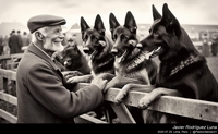 german_shepherd_old_man_003_20240725.jpeg