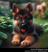 german_shepherd_puppy_001_20240830.jpeg