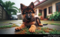 german_shepherd_puppy_009_20240713.jpeg