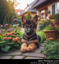 german_shepherd_puppy_013_20240902.jpg