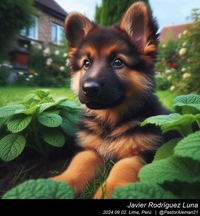 german_shepherd_puppy_014_20240902.jpg