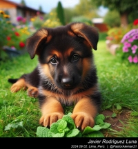 german_shepherd_puppy_015_20240902.jpg