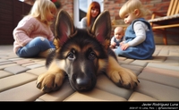 german_shepherd_at_home_016_20240713.jpeg