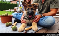 german_shepherd_at_home_017_20240713.jpeg