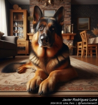 german_shepherd_at_home_022_20240902.jpg