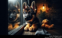 german_shepherd_anxiety_005_20240829.jpeg