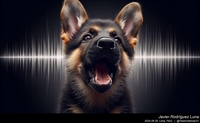 german_shepherd_barking_005_20240829.jpeg