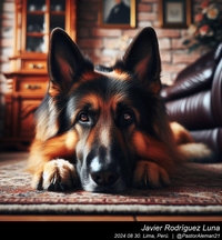 german_shepherd_easy_002_20240830.jpeg