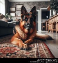 german_shepherd_easy_003_20240830.jpeg