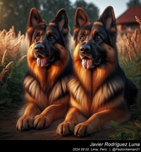 german_shepherd_breeding_001_20240902.jpeg