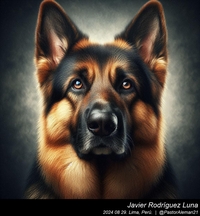 german_shepherd_close_up_003_20240829.jpeg