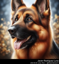 german_shepherd_close_up_004_20240829.jpeg