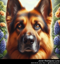 german_shepherd_close_up_006_20240829.jpeg