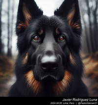 german_shepherd_bicolor_004_20240820.jpeg