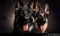 german_shepherd_colors_001_20240902.jpg