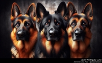 german_shepherd_colors_003_20240902.jpeg