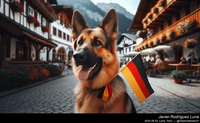 german_shepherd_germany_002_20240902.jpeg