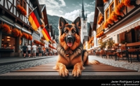 german_shepherd_germany_003_20240902.jpeg