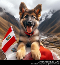 german_shepherd_peru_015_20240829.jpeg