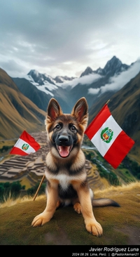 german_shepherd_peru_018_20240829.jpeg