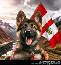 german_shepherd_peru_022_20240829.jpeg