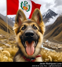 german_shepherd_peru_023_20240829.jpeg