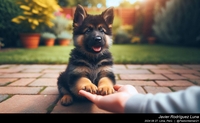 german_shepherd_imprinting_026_20240827.jpeg