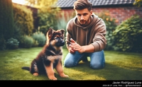 german_shepherd_imprinting_037_20240827.jpeg