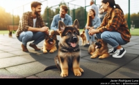 german_shepherd_socialization_012_20240827.jpeg