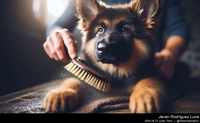 german_shepherd_brushing_011_20240827.jpeg