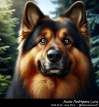 german_shepherd_old_german_shepherds_010_20240829.jpeg