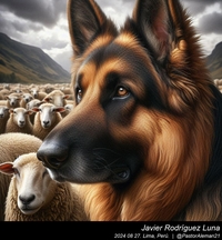 german_shepherd_sheep_010_20240827.jpeg