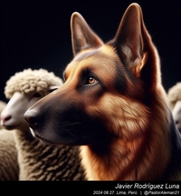 german_shepherd_sheep_011_20240827.jpeg