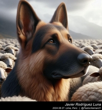 german_shepherd_sheep_012_20240827.jpeg