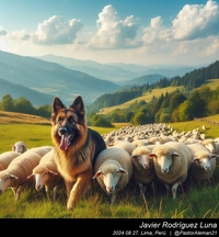 german_shepherd_sheep_013_20240827.jpeg