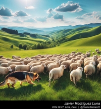 german_shepherd_sheep_014_20240827.jpeg